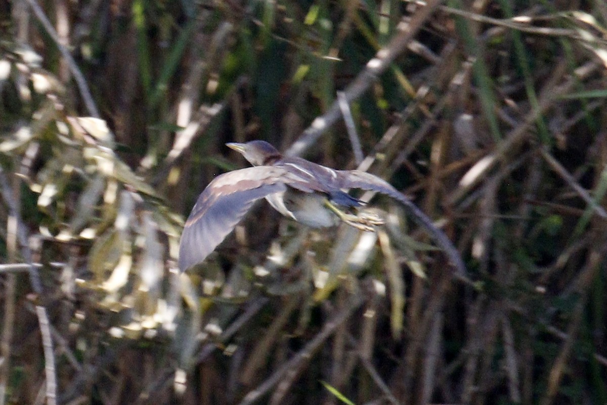 Least Bittern - ML158067091