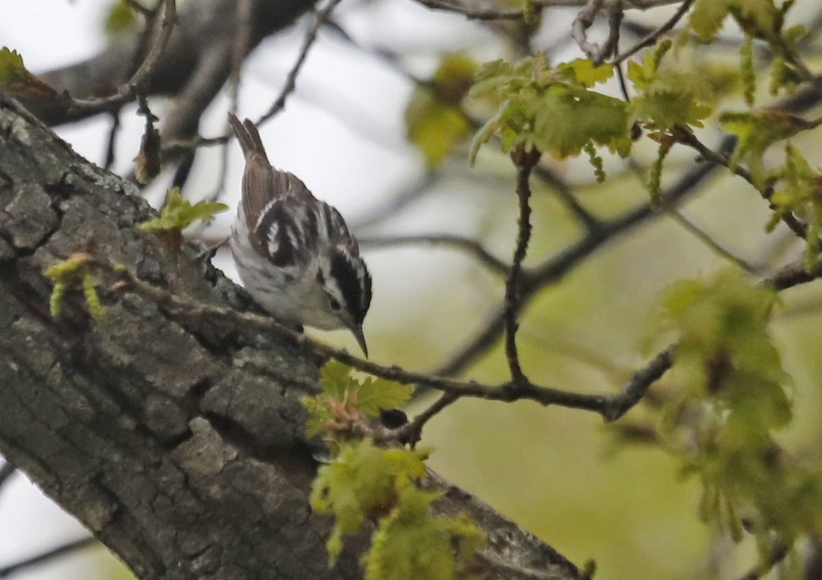 Black-and-white Warbler - ML158067621