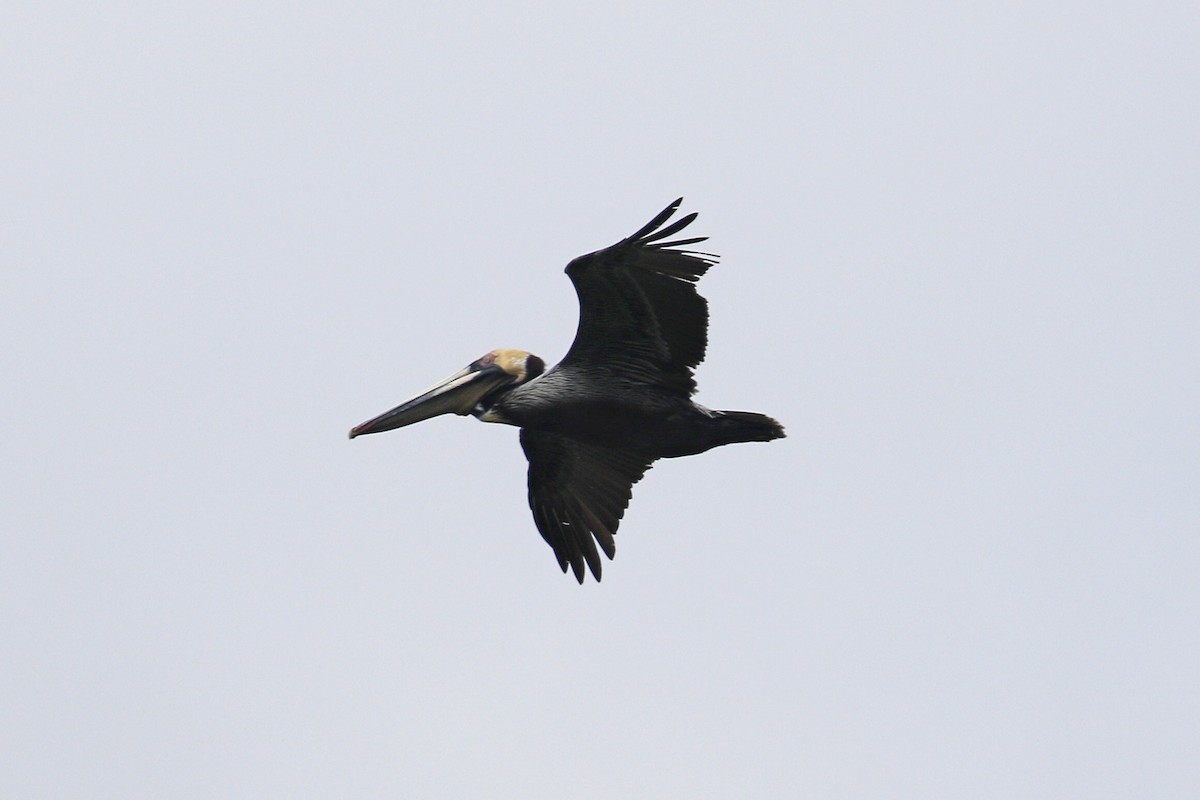 Brown Pelican - ML158067801