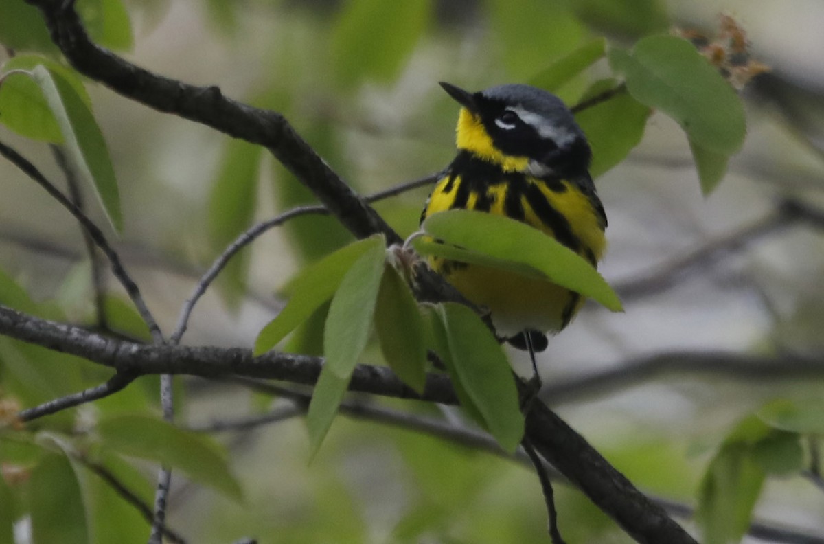 Magnolia Warbler - ML158067961