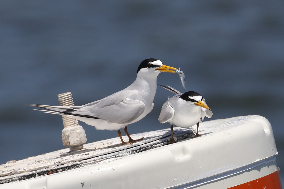 Least Tern - Donna Pomeroy