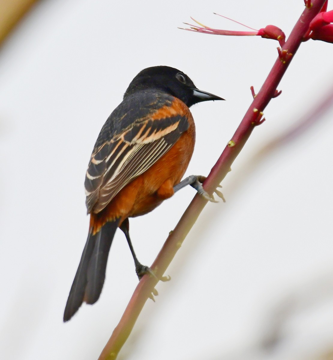 Orchard Oriole - James Bozeman