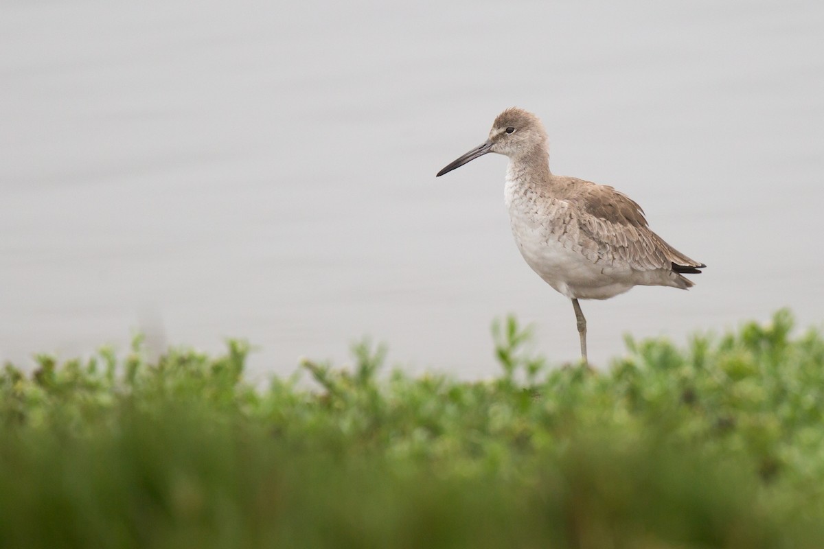 Willet - ML158070931