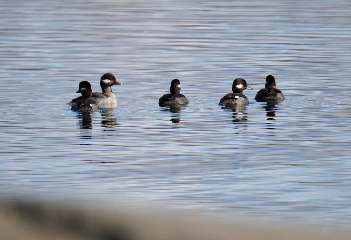 Bufflehead - Bruce Gates