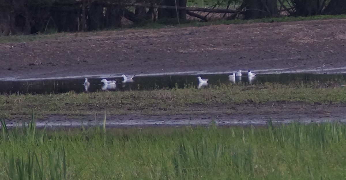 Mouette de Bonaparte - ML158071161