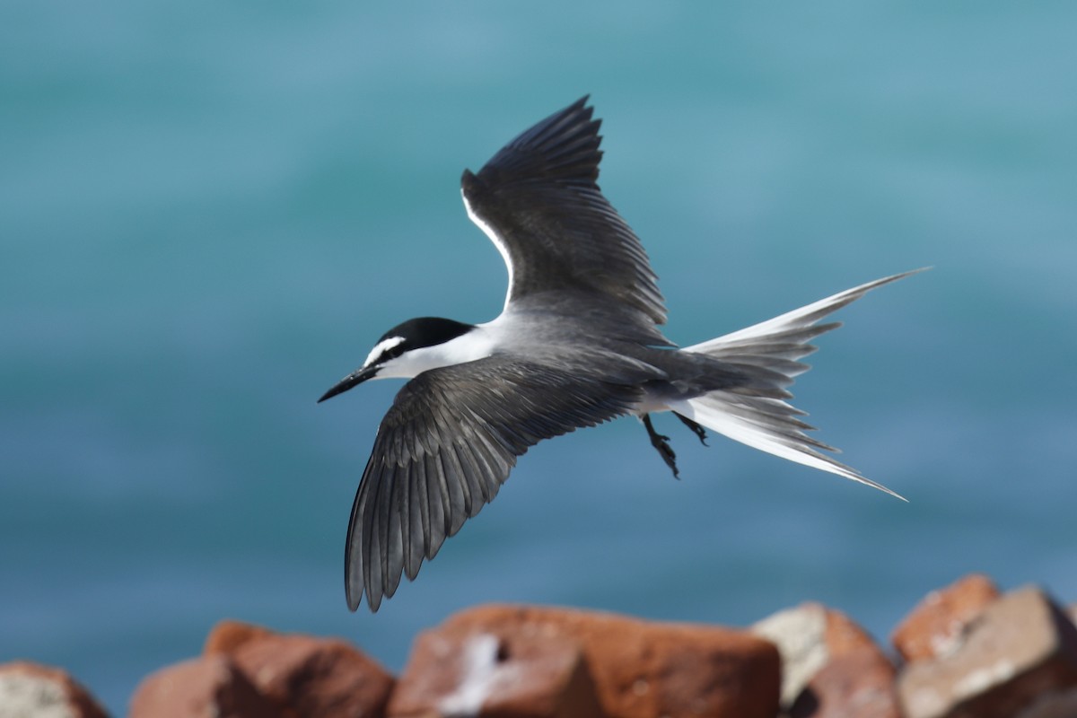 Bridled Tern - Donna Pomeroy