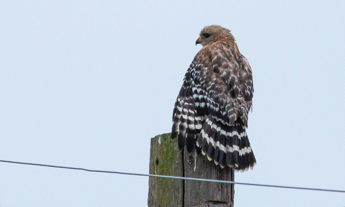 Red-shouldered Hawk (elegans) - ML158075641