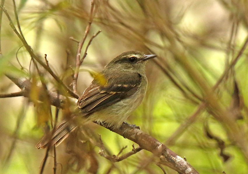 Fuscous Flycatcher (Fuscous) - ML158077021