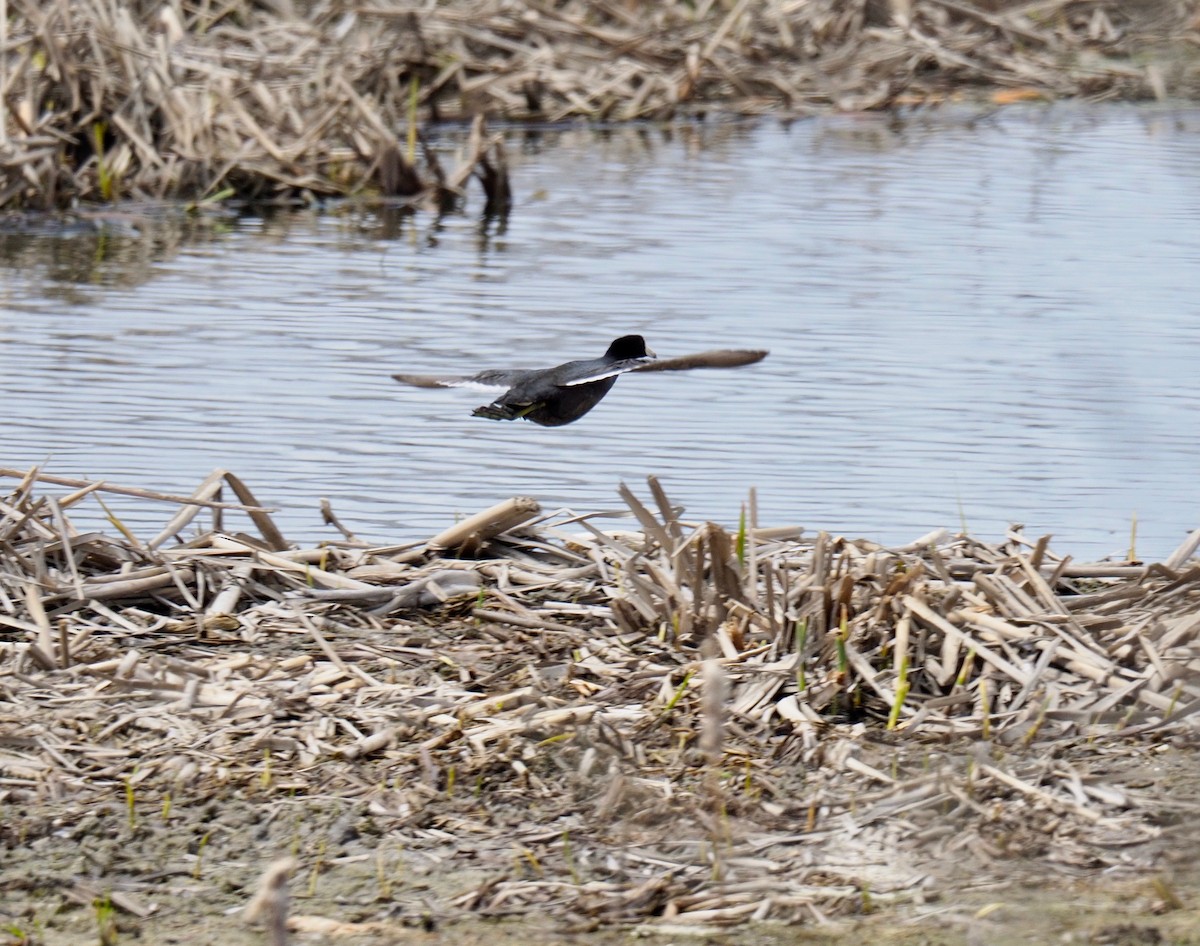 American Coot - Bruce Gates