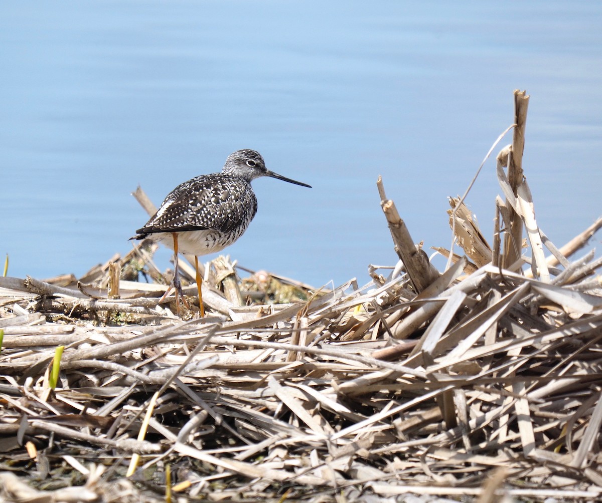 Greater Yellowlegs - Bruce Gates