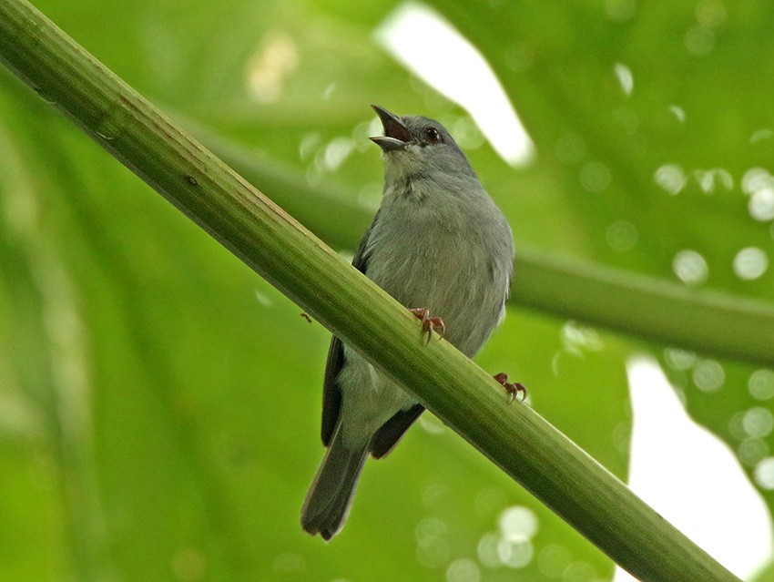 Pearly-breasted Conebill - ML158077651