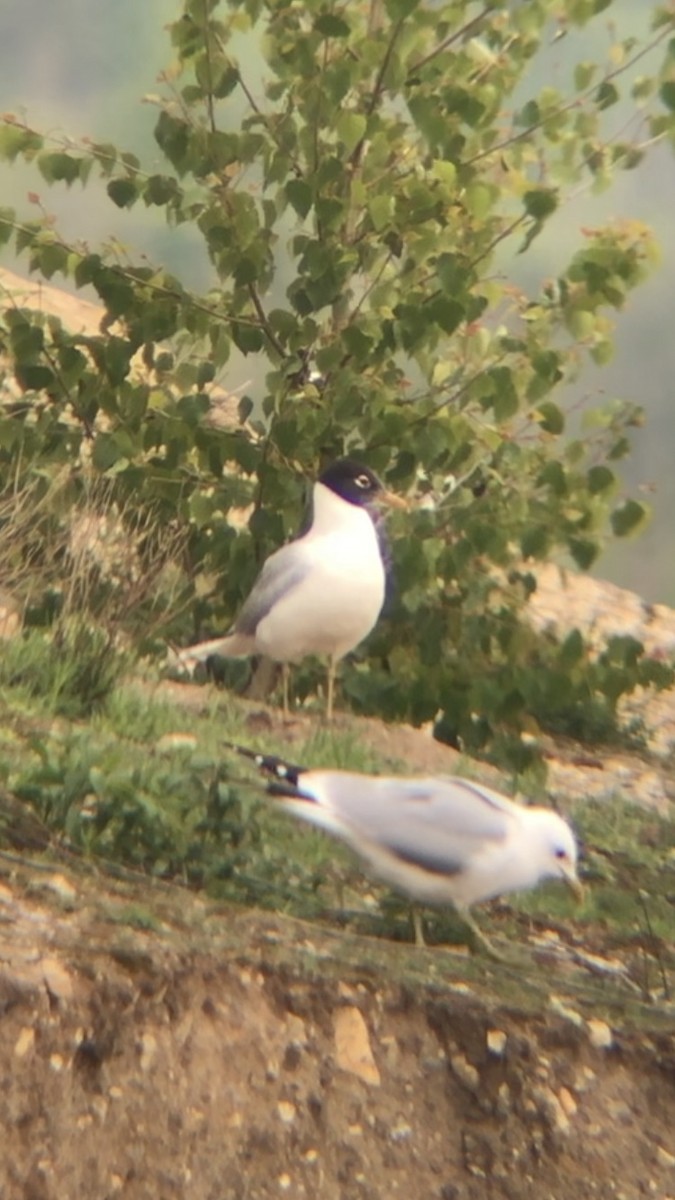 Gaviota Cabecinegra - ML158077681