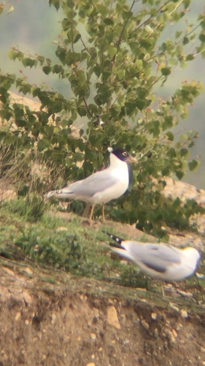 Gaviota Cabecinegra - ML158077691