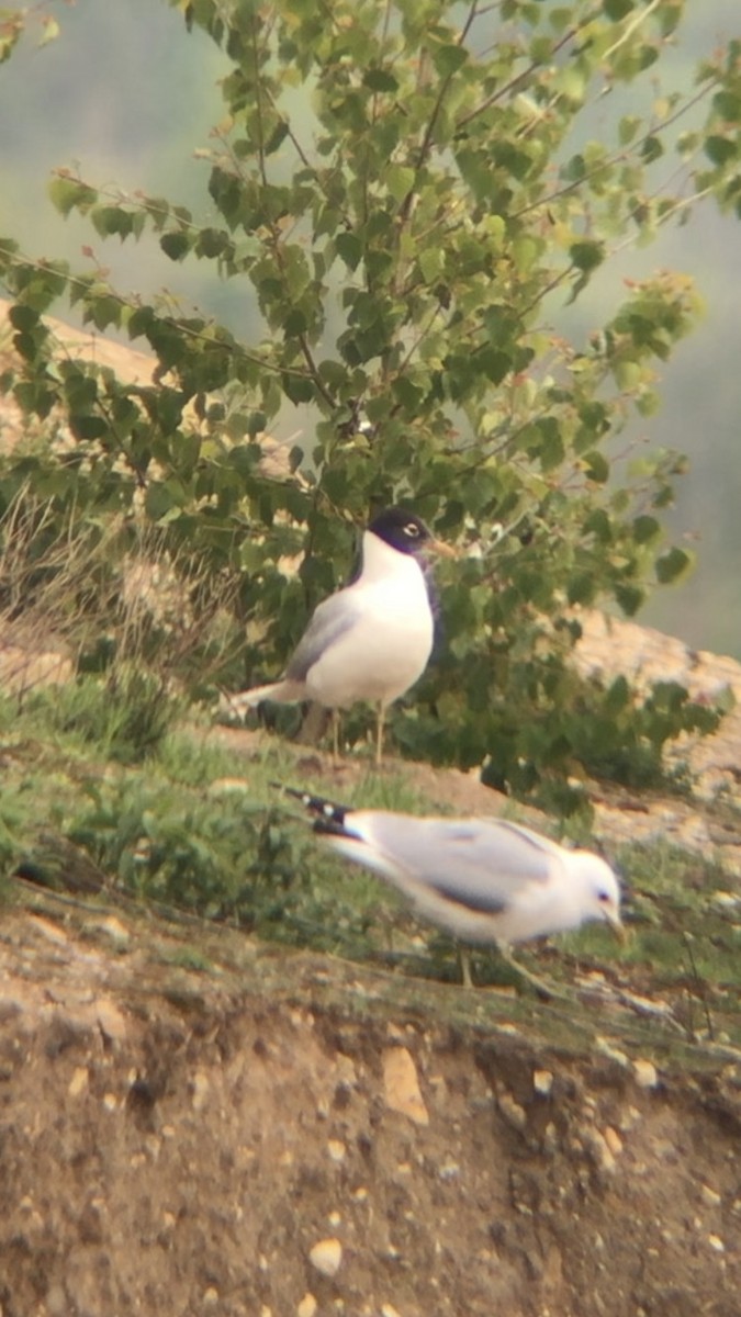 Gaviota Cabecinegra - ML158077701