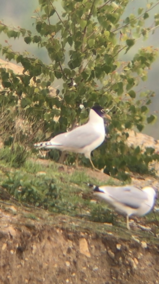 Gaviota Cabecinegra - ML158077761