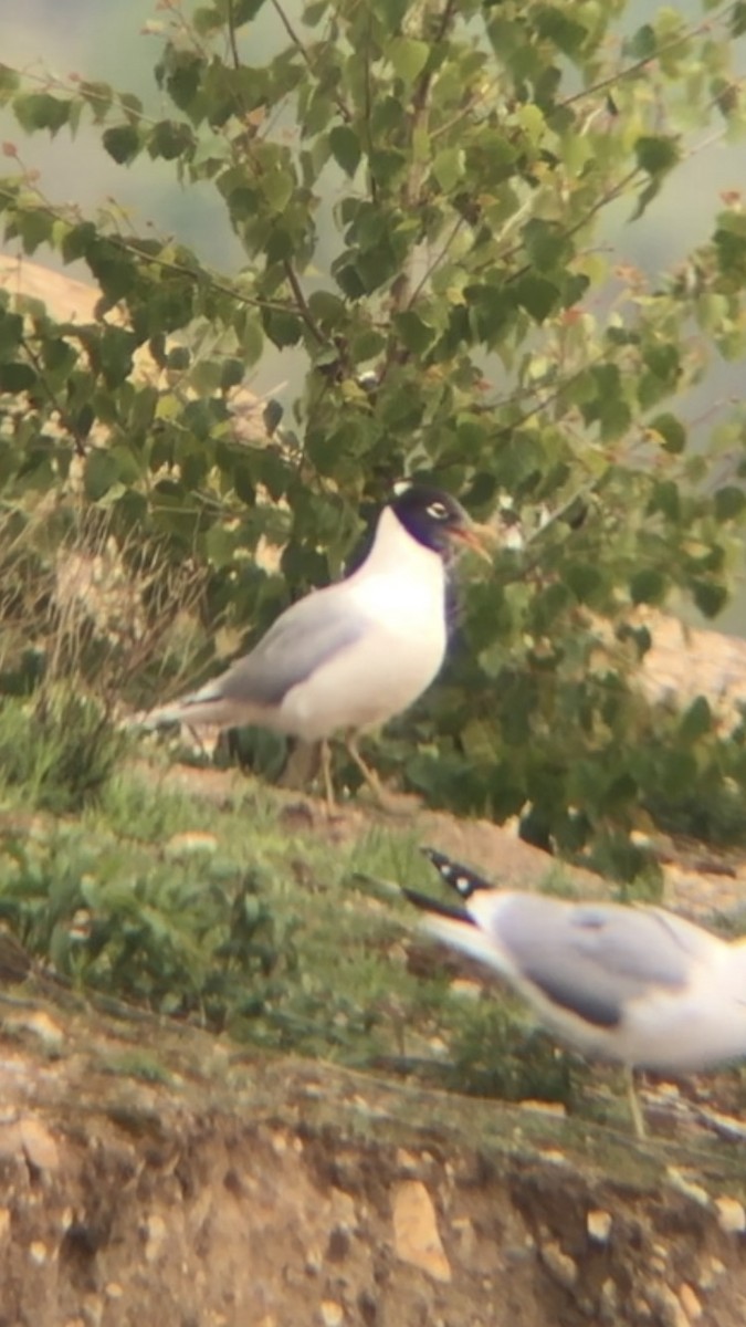 Gaviota Cabecinegra - ML158077771