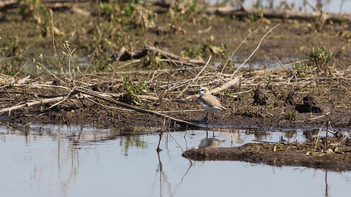 Snowy Plover - ML158079261