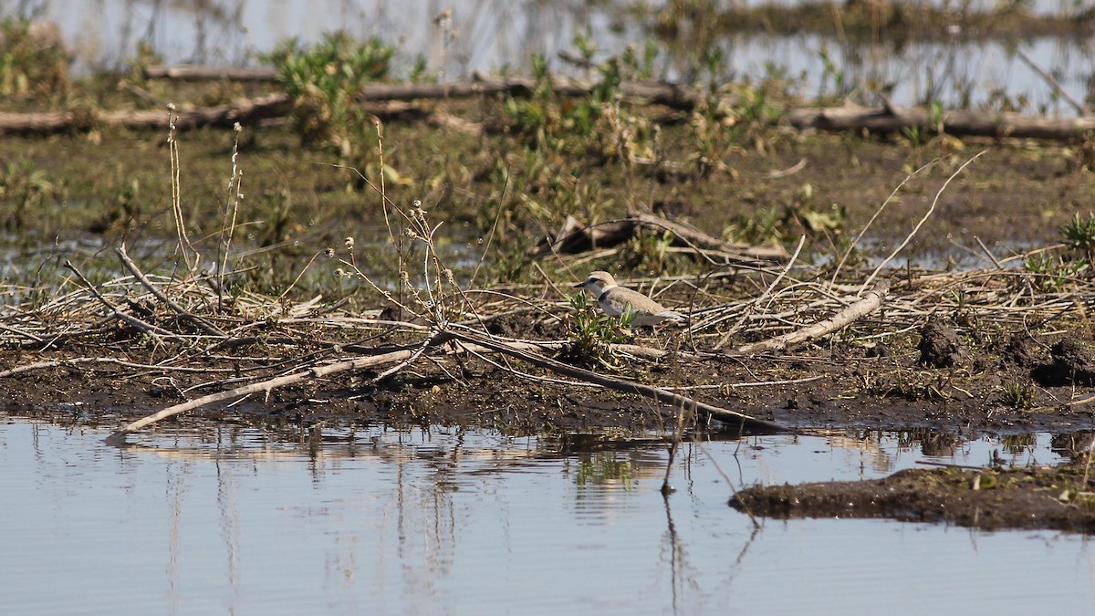 Snowy Plover - ML158079301