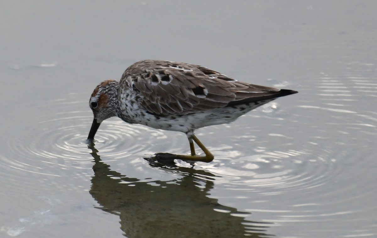 Stilt Sandpiper - ML158079331