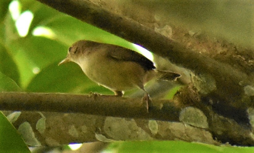 House Wren - ML158079401