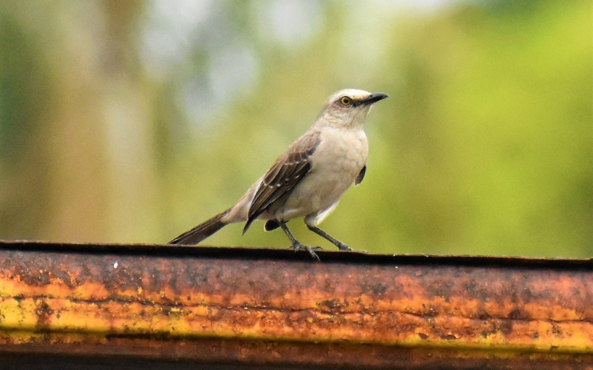 Tropical Mockingbird - ML158079521