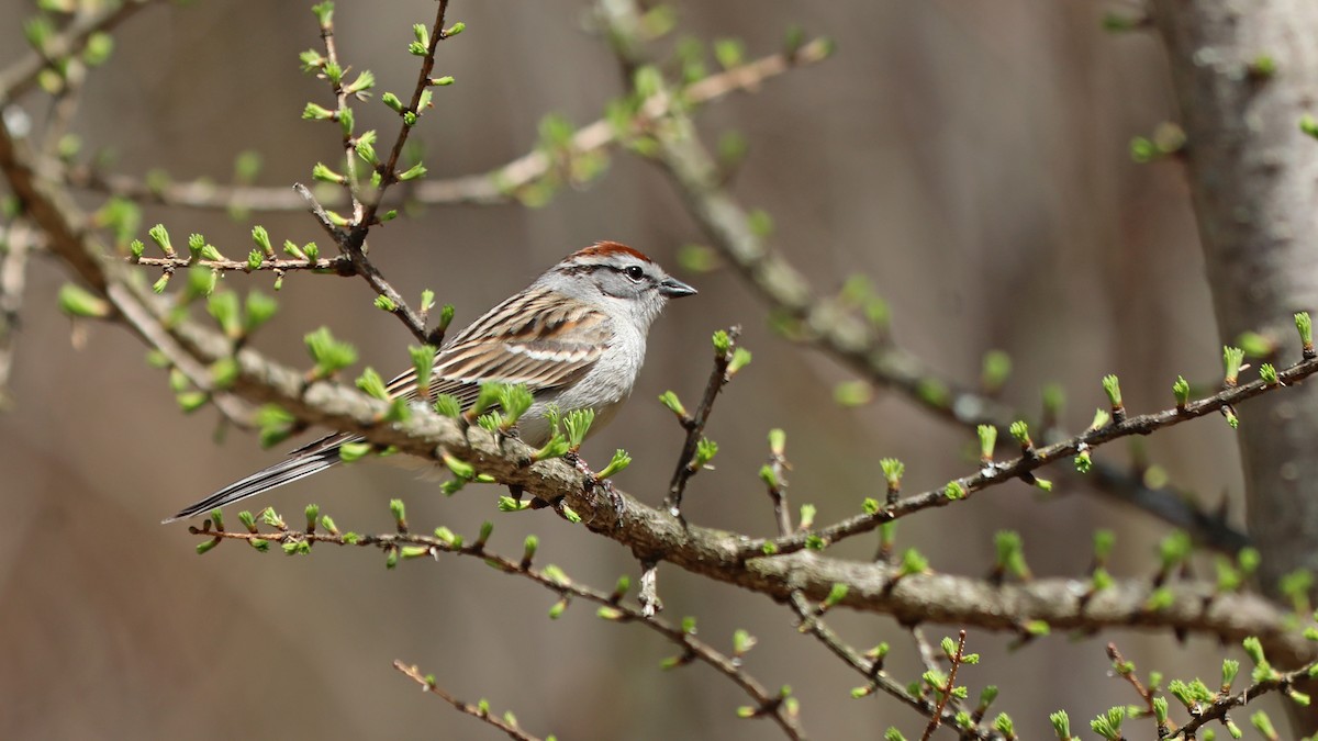 Chipping Sparrow - ML158080631