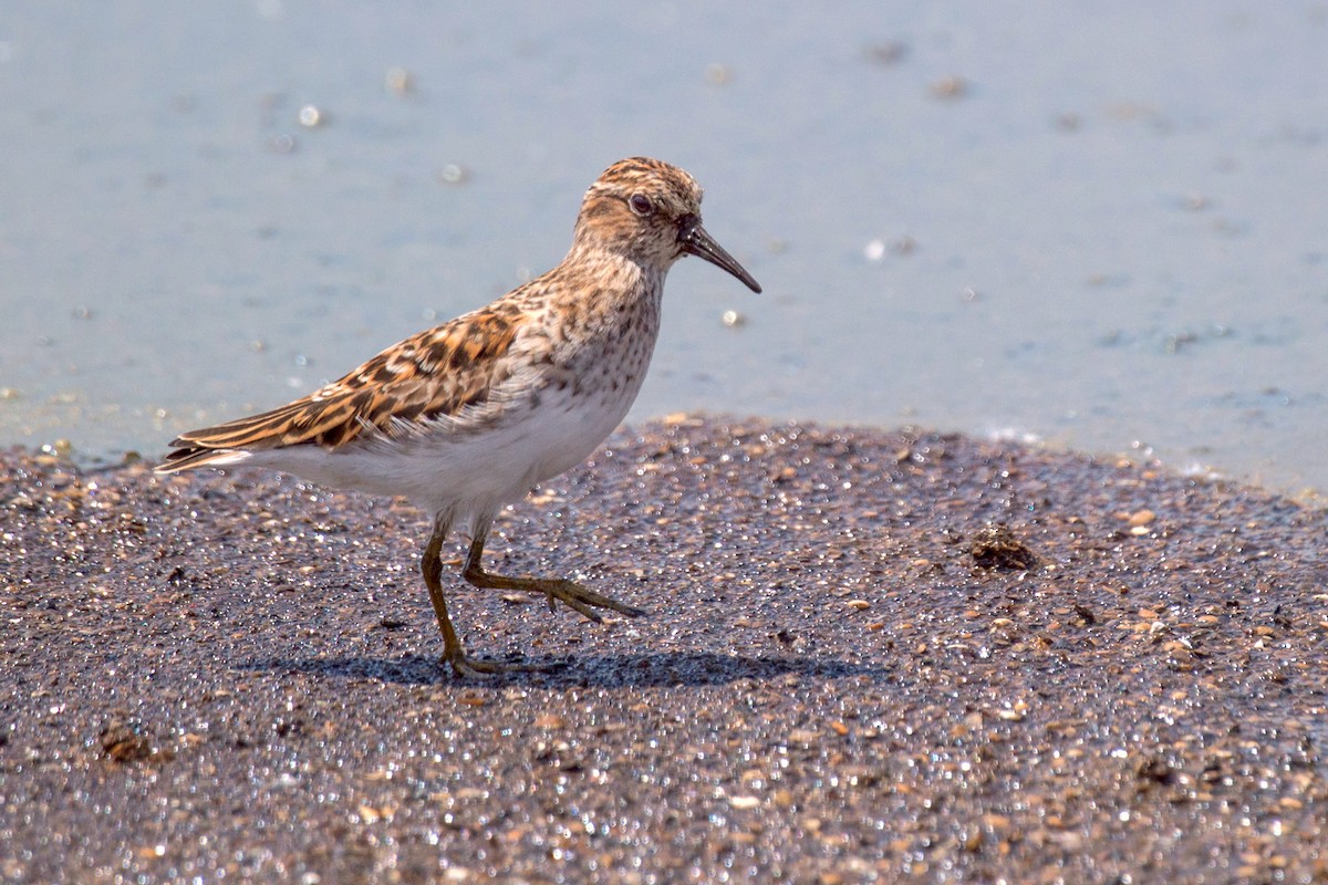 Least Sandpiper - ML158080891