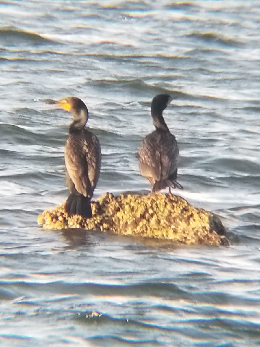 Double-crested Cormorant - ML158081681