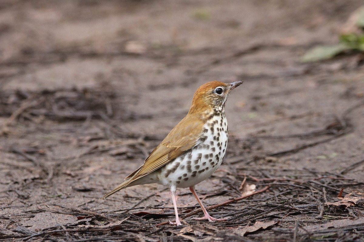 Wood Thrush - ML158082681