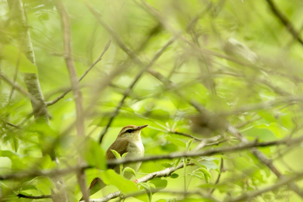 Swainson's Warbler - ML158082921