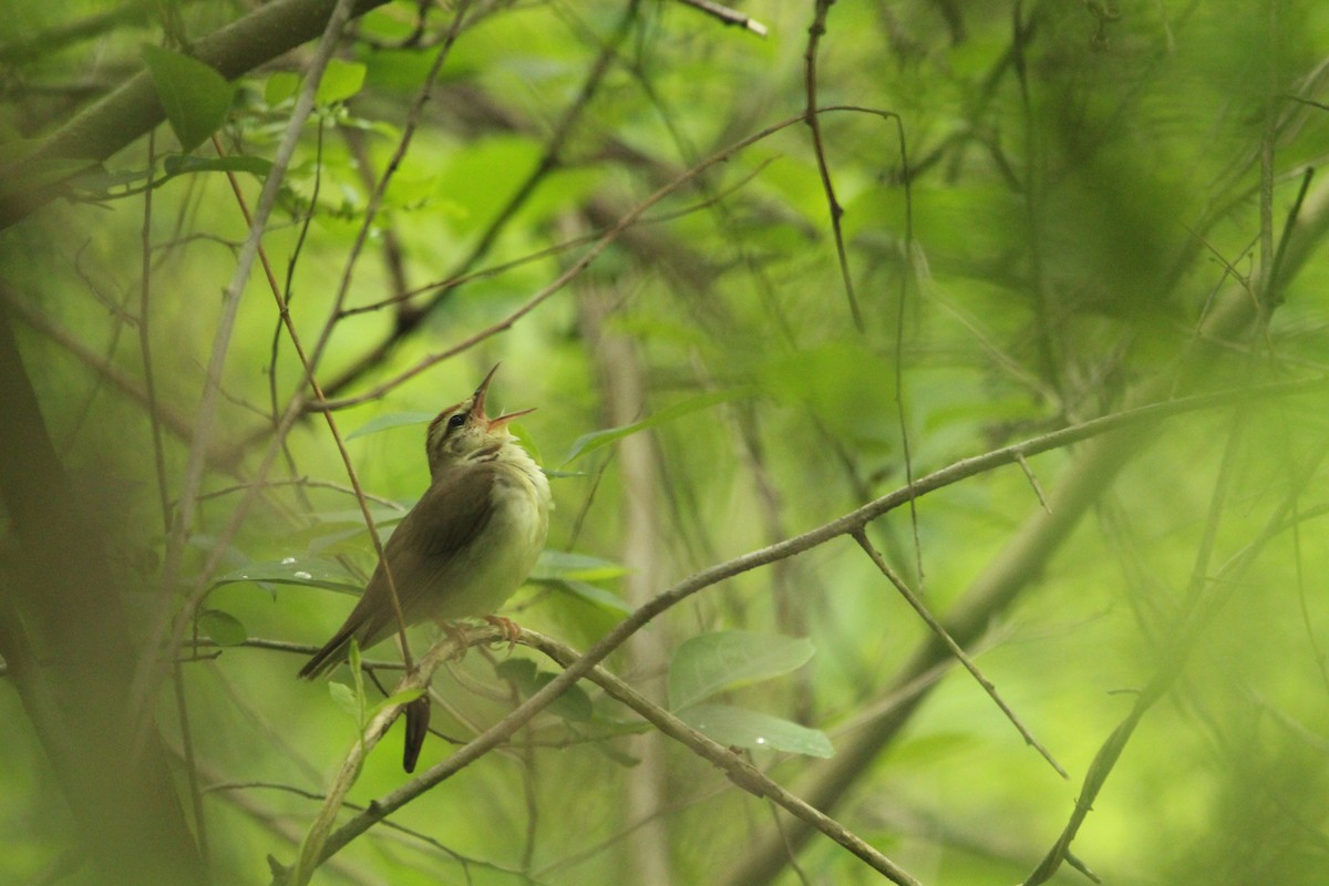 Swainson's Warbler - Logan Anderson