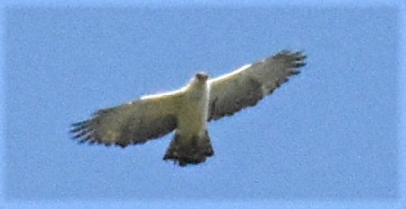 Black-and-white Hawk-Eagle - ML158083791