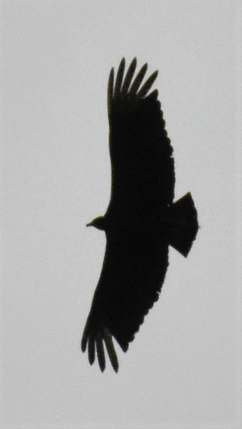 Black Vulture - ML158083971