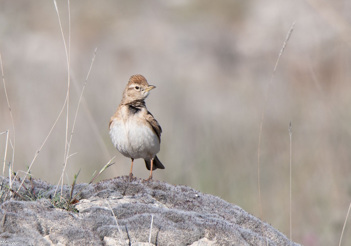Greater Short-toed Lark - Miguel Claver Mateos