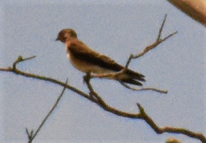 Southern Rough-winged Swallow - ML158084461