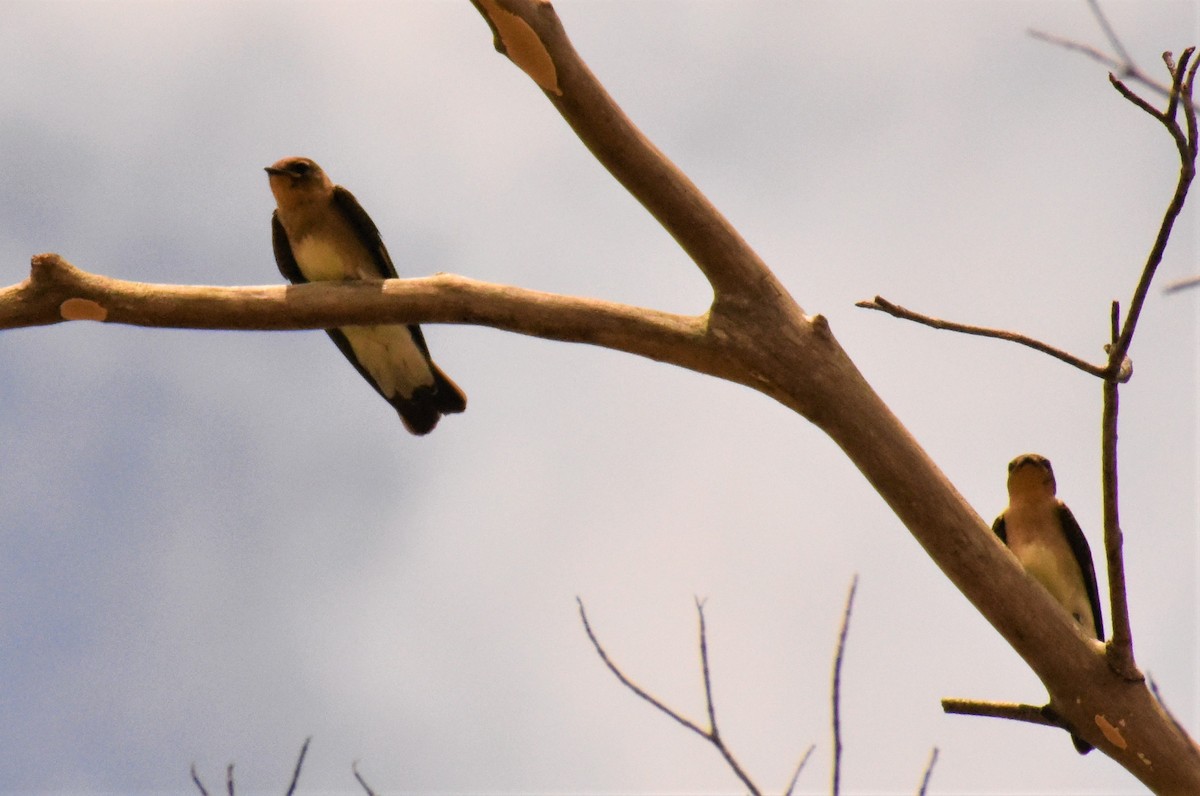 Southern Rough-winged Swallow - ML158084511