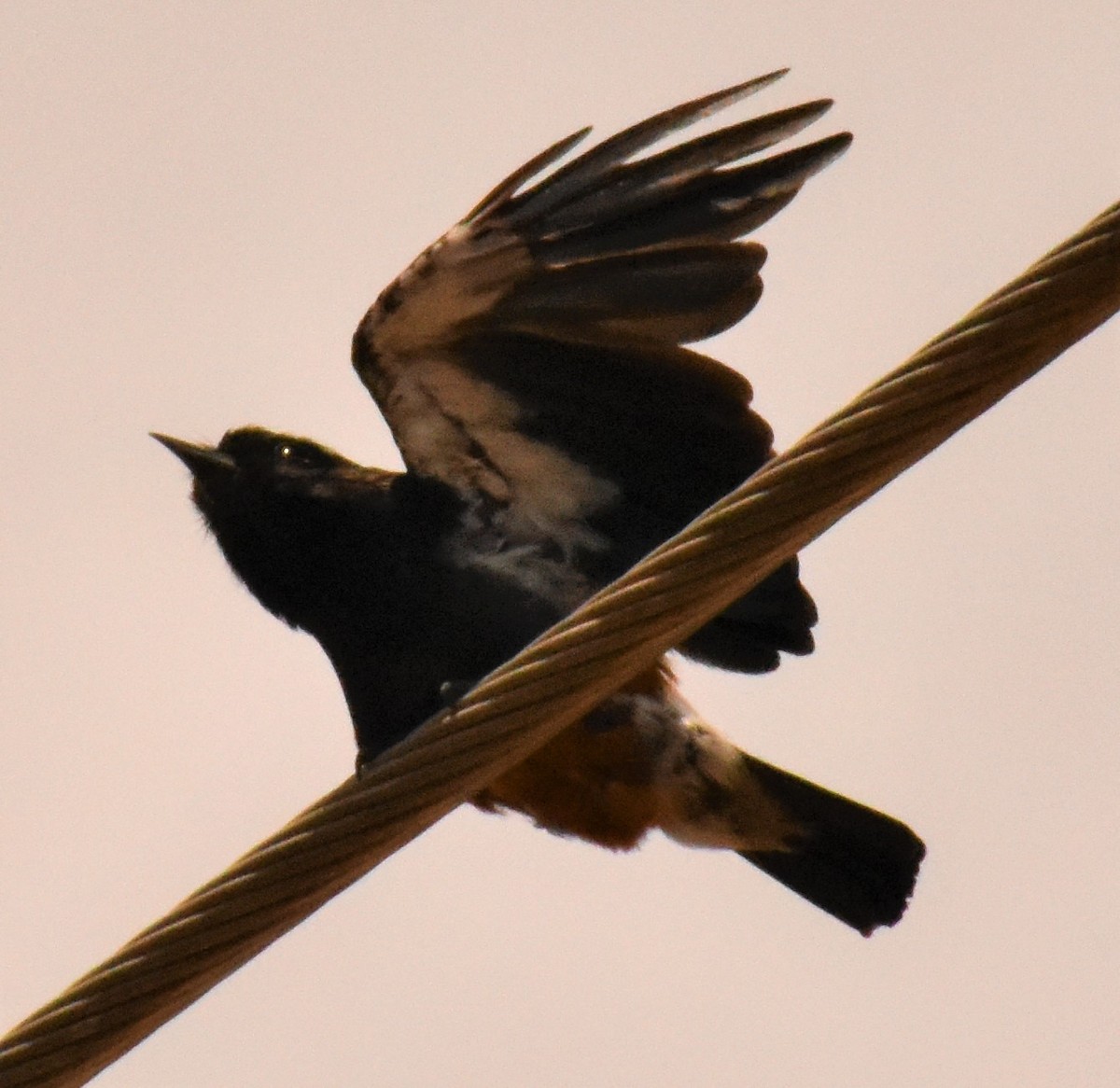 Swallow-winged Puffbird - ML158084631