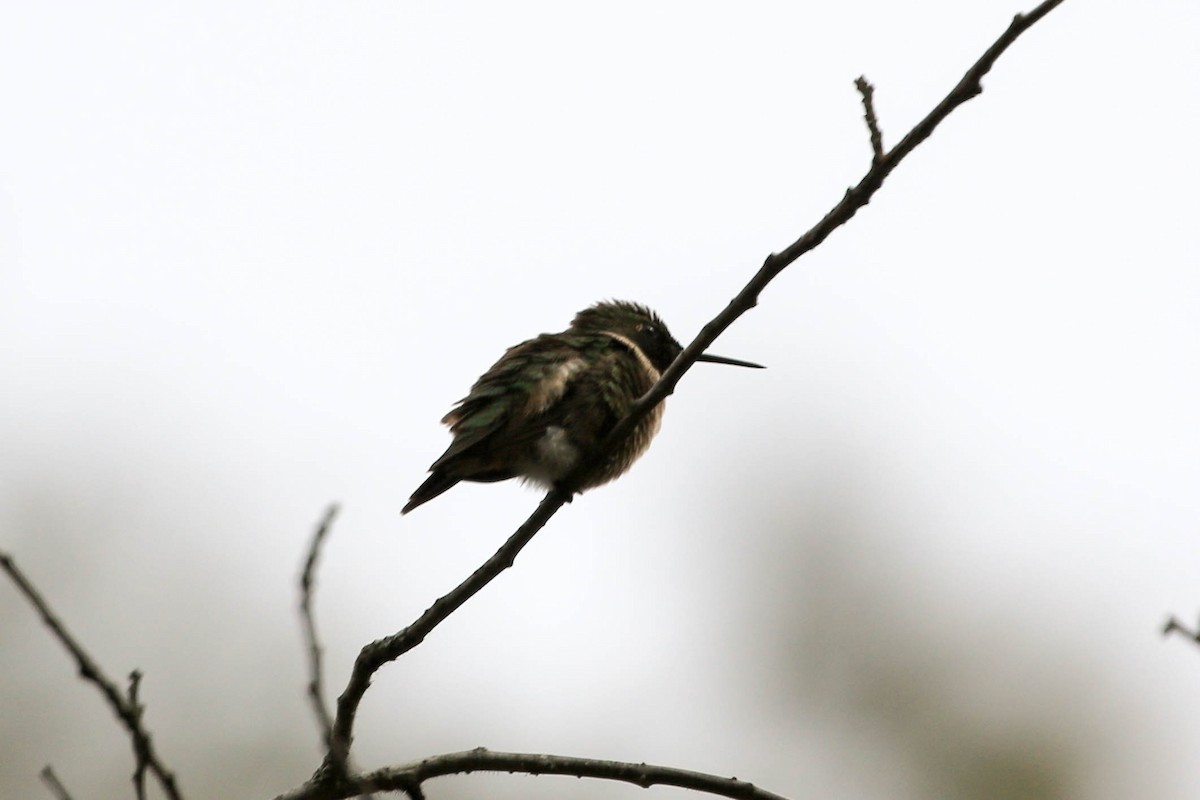 Ruby-throated Hummingbird - Jodi Boe