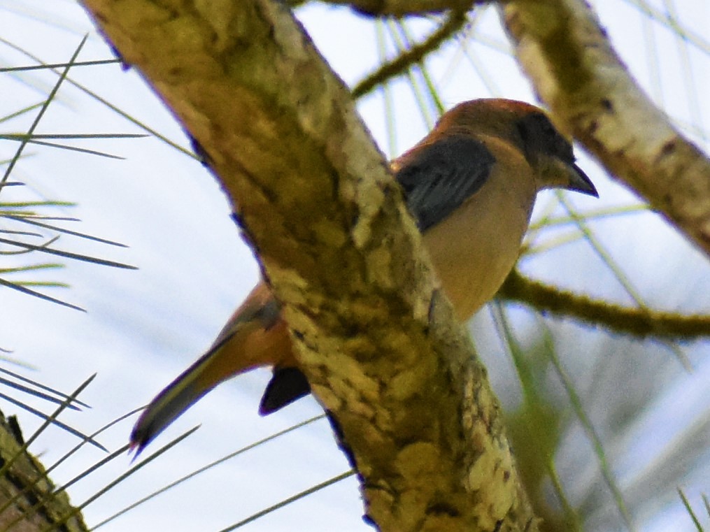 Burnished-buff Tanager - ML158085321