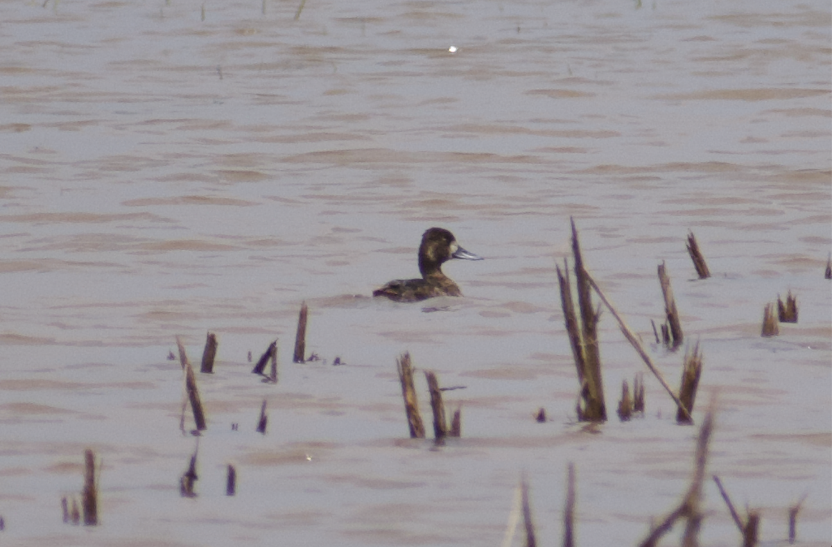 Lesser Scaup - ML158085331