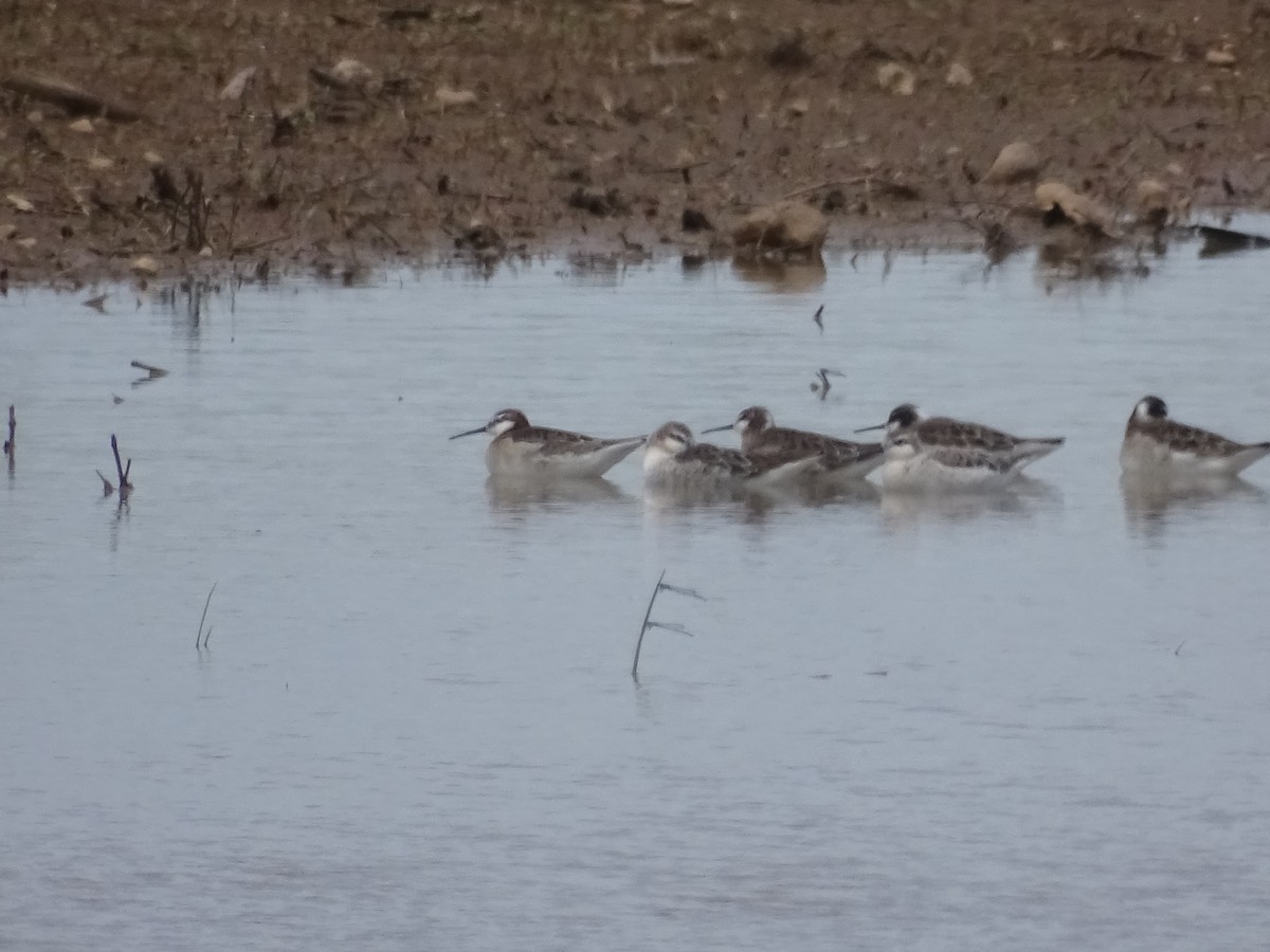 hvithalesvømmesnipe - ML158086001