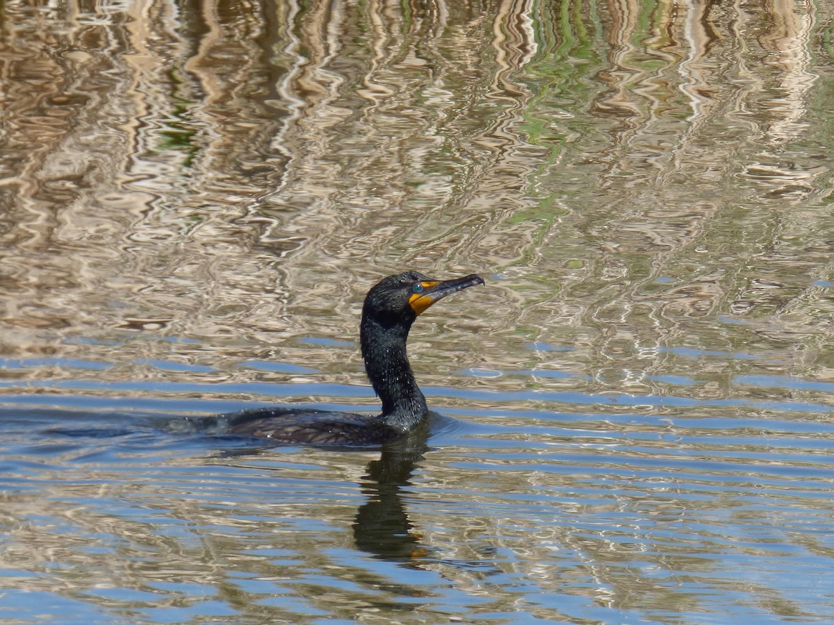 Cormoran à aigrettes - ML158086711