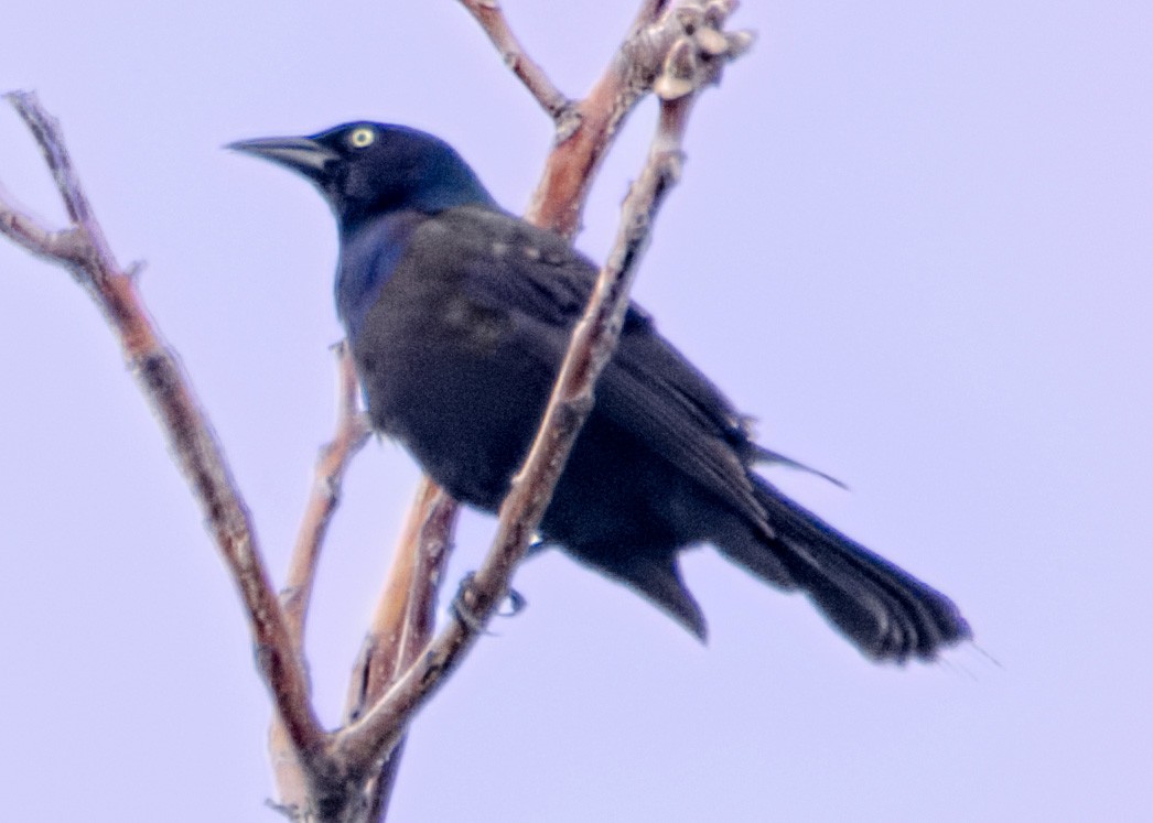 Common Grackle - ML158087101