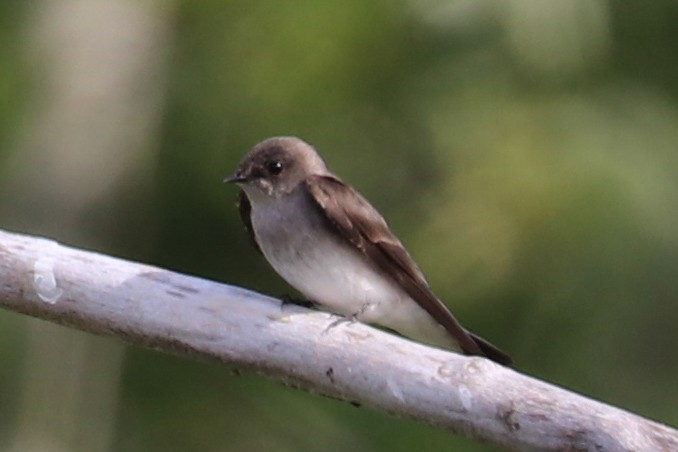 Northern Rough-winged Swallow - ML158089071
