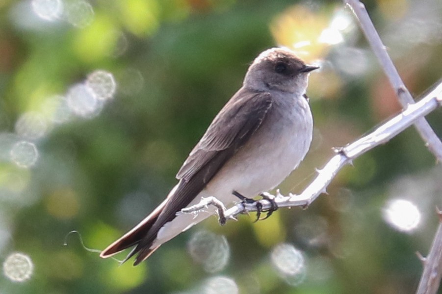 Northern Rough-winged Swallow - ML158089091
