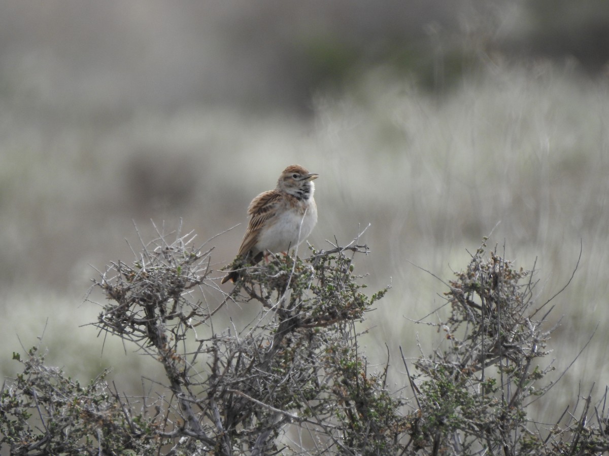 Greater Short-toed Lark - ML158089221