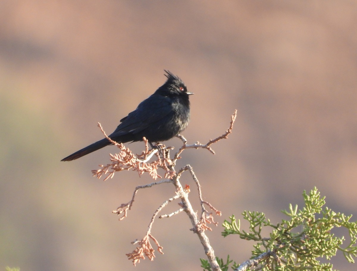 Capulinero Negro - ML158089301