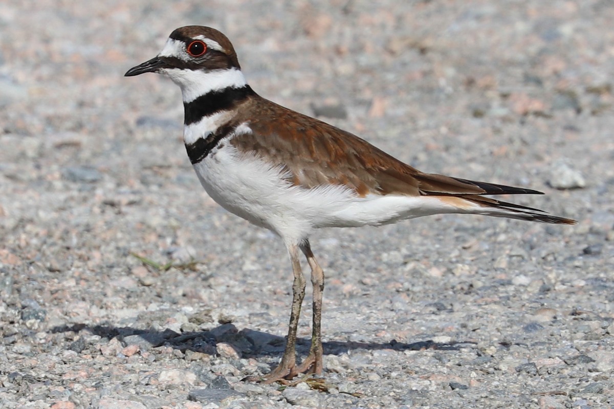 Killdeer - Stanley Martin