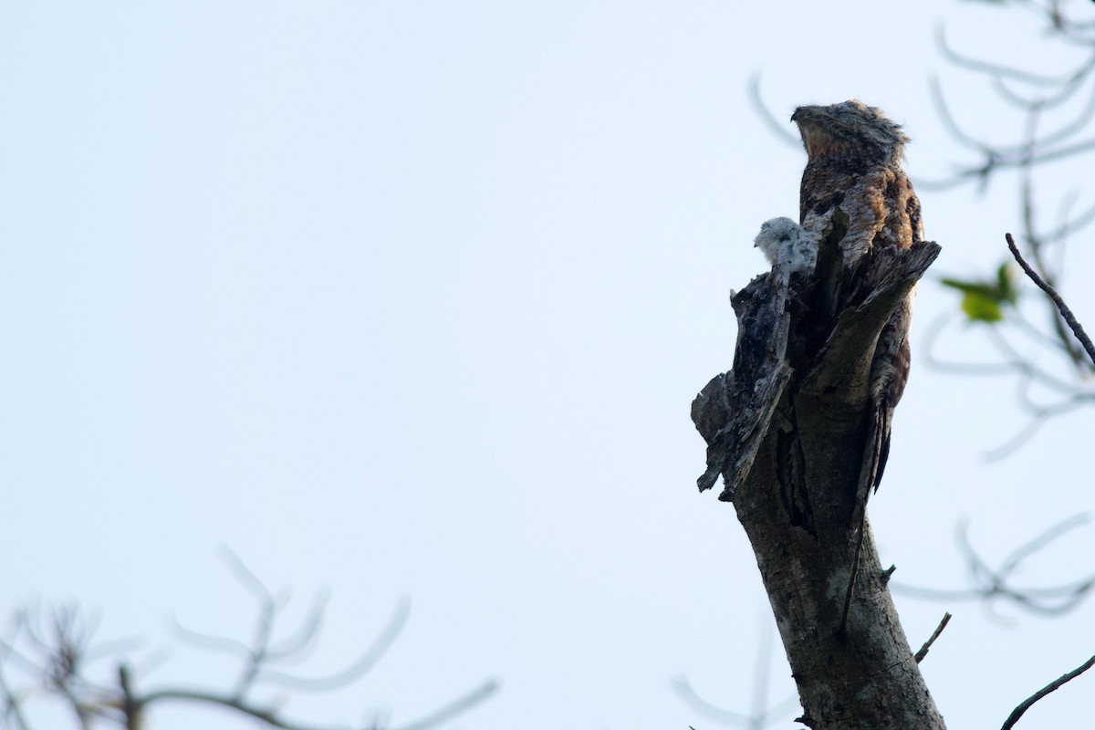 Great Potoo - ML158090131