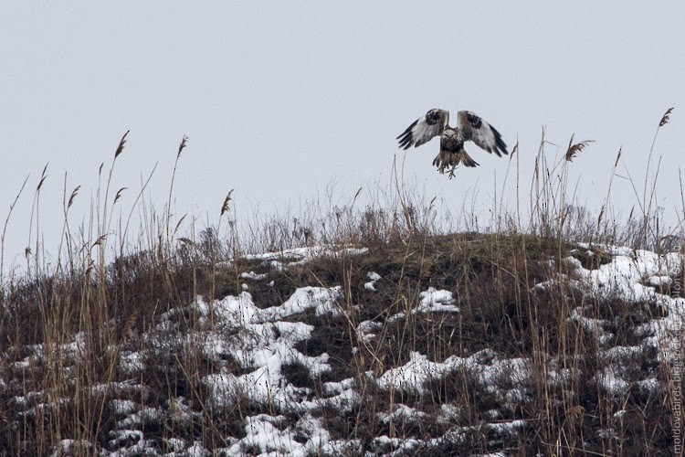 Rough-legged Hawk - ML158090471